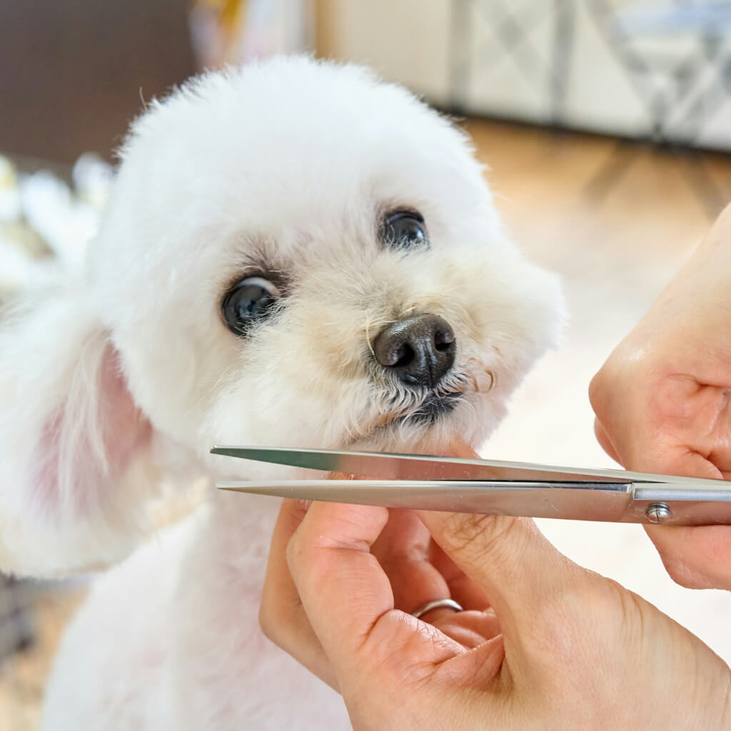 Peluquerías para mascotas